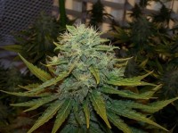 Jack Herer picture
