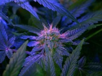 Jet 47 Autoflowering Feminised  - 3 picture