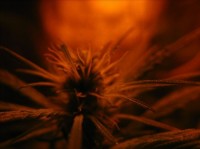 Kaia Kush Feminised picture