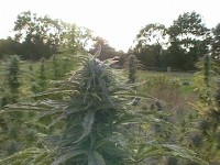 Kandy Kush Feminised picture