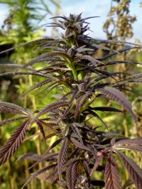 Kandy Kush picture