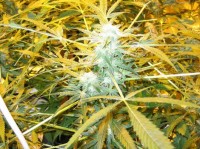 Kandy Kush x Skunk #1 100 picture