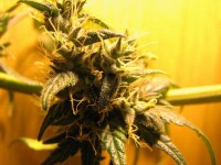 Kandy Kush x Skunk picture