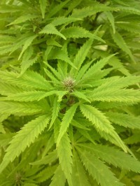 King's Kush Feminised picture