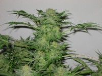 Kosher Kush Feminised  - 6 picture