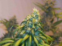 Kritic 70 Feminised Autoflowering picture