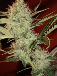 Kush Van Stitch Autoflowering   - 8 picture