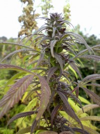 Kush Van Stitch Autoflowering Feminised  - 3 picture