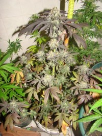 Kushage Feminised picture