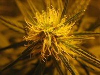 Kushage picture