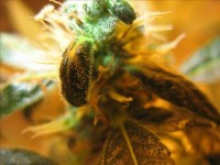 Kushberry Feminised  - 6 picture