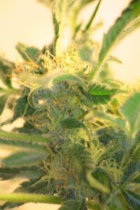 Kushberry picture