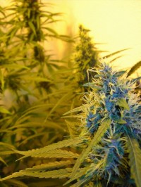 Larry OG picture