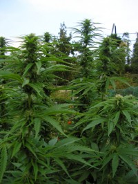 Lemon Kush Feminised picture