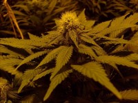Lemon Skunk Feminised picture