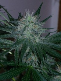 Liberty Haze Feminised picture