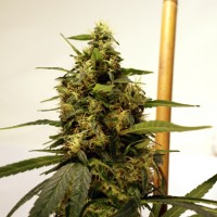 Lowryder #2 Autoflowering   - 10 picture