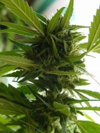 Lowryder Mix Autoflowering picture