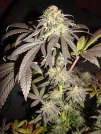 Lowryder Original Autoflowering   - 10 picture