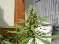 Lowryder Original Autoflowering Feminised picture