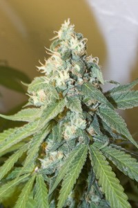 Magic Bud   - 10 picture