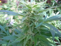 Magic Bud Feminised picture