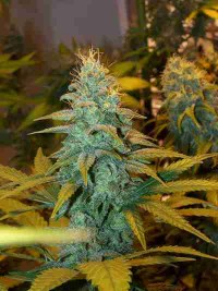 Malana Bomb Auto Feminised picture