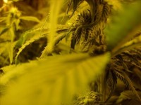 Mango Haze picture