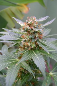 Maple Leaf Indica picture