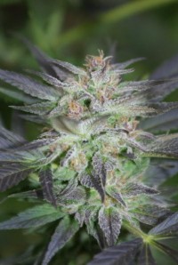 Martian Kush Feminised  - 6 picture