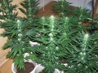 Master Kaze   (Master Kush Skunk x Afghan Haze) picture