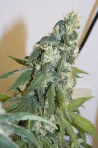 Master Kush Skunk picture