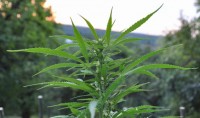 Maxi GoM Feminised Autoflowering picture