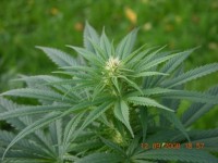 Medicine Man picture