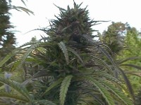 Mixed Sativa Diva picture