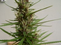 Motavation Feminised  - 6 picture
