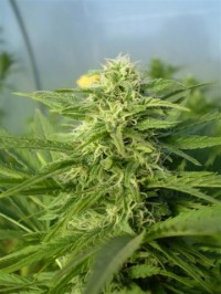 Mr Nice G13 x Hash Plant picture