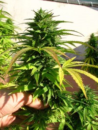 Nepal Kush Feminised picture