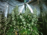 Neville's Haze Feminised picture