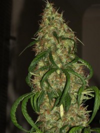 Neville's Haze Feminised picture