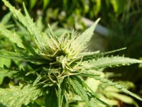 Neville's Haze Hybrid Feminised picture