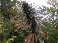 Nirvana AK48 Feminised  - 5 picture