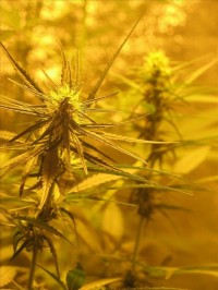 Nirvana Aurora Indica Feminised  - 5 picture