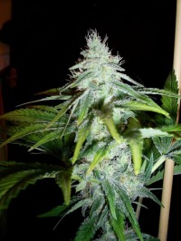 Nirvana Black Jack Feminised  - 5 picture