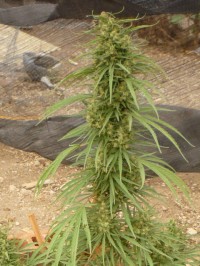 Nirvana Blue Mystic Feminised  - 5 picture