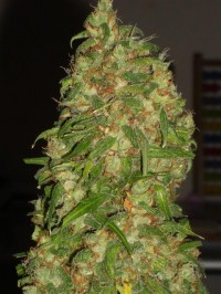 Nirvana Bubblelicious Feminised  - 5 picture
