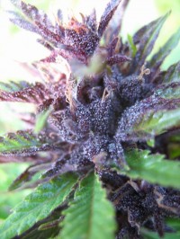 Nirvana Haze #1 Feminised  - 5 picture