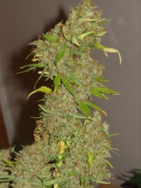 Nirvana Kaya Gold Feminised  - 5 picture
