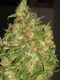 Nirvana Master Kush Feminised  - 5 picture