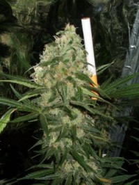 Nirvana Northern Light Feminised  - 5 picture